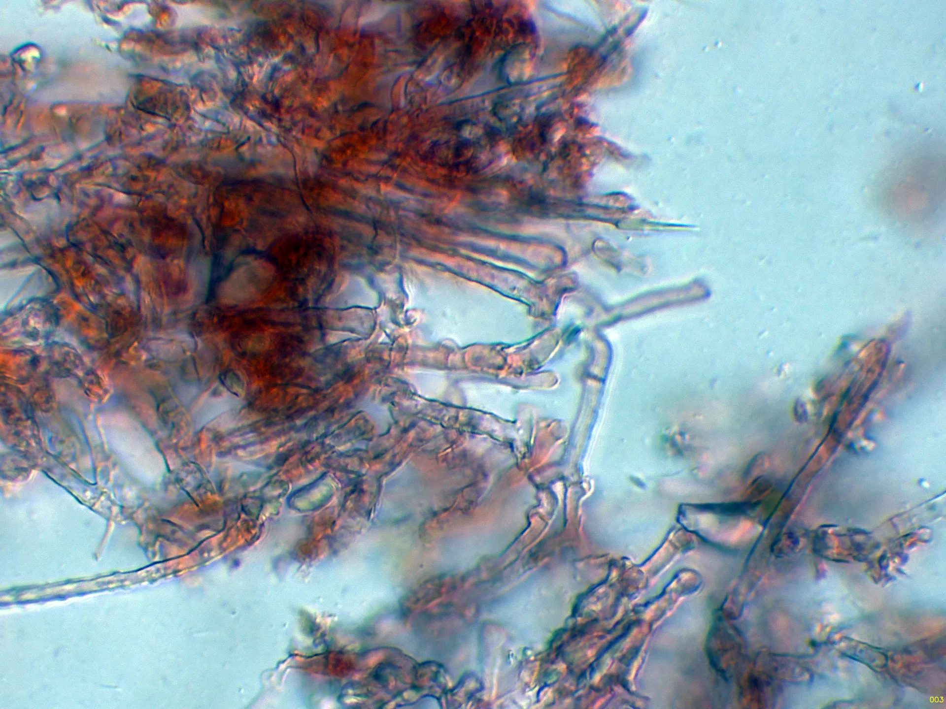 Microscopía de Subulicystidium perlongisporum - 10 - Hifas subiculares-003